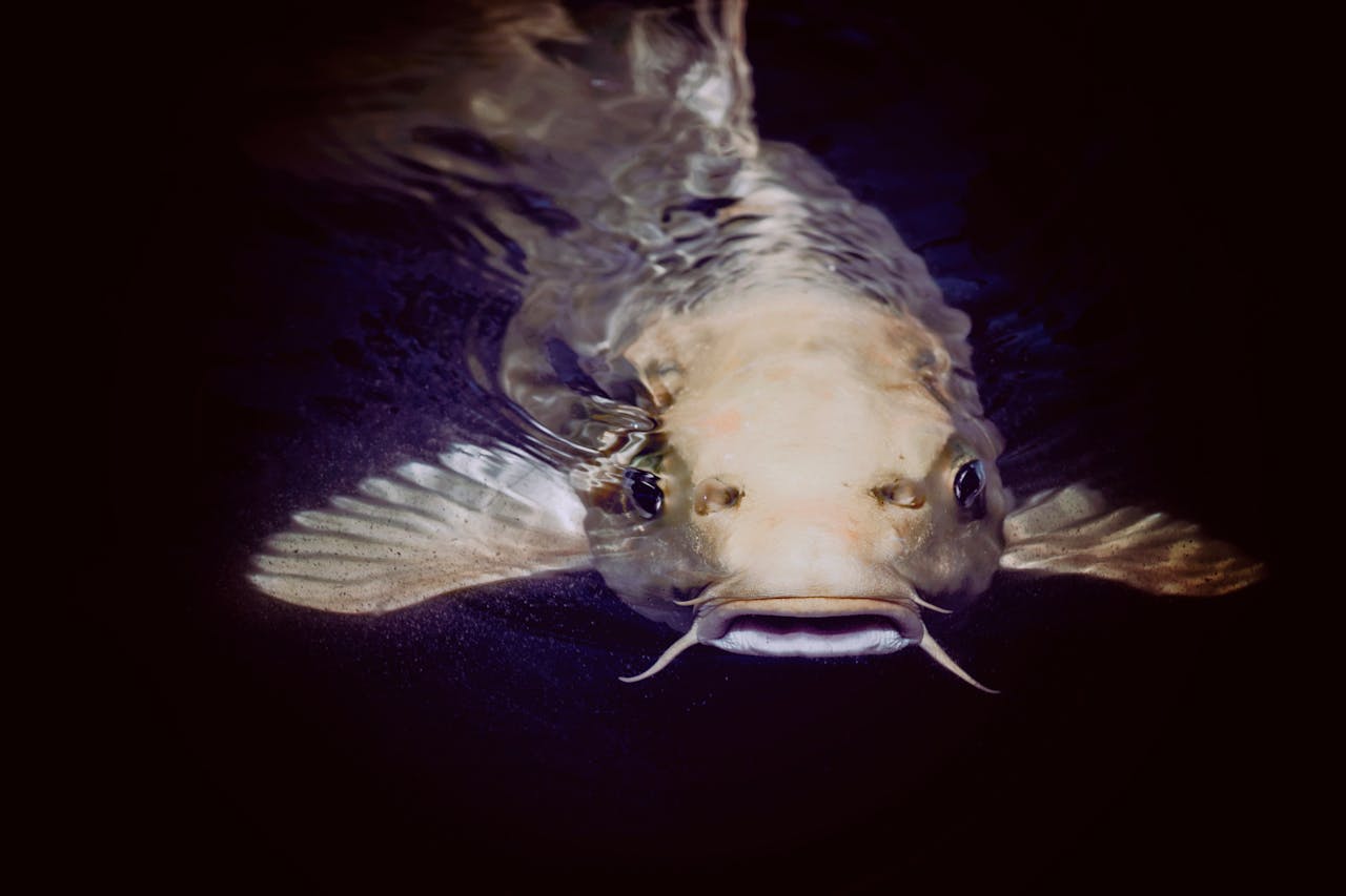 A detailed close-up of a catfish swimming gracefully beneath the water surface in Albuquerque.