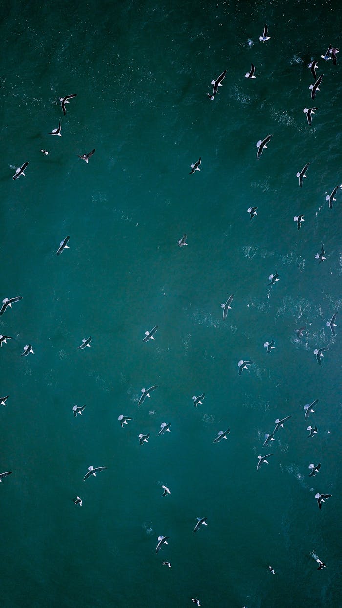 A stunning aerial view capturing birds swimming in the clear turquoise ocean waters.