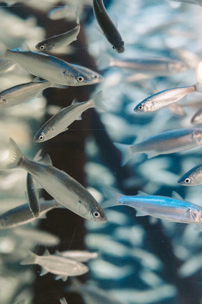 Close-up of a lively school of sardines swimming underwater, showcasing marine life.